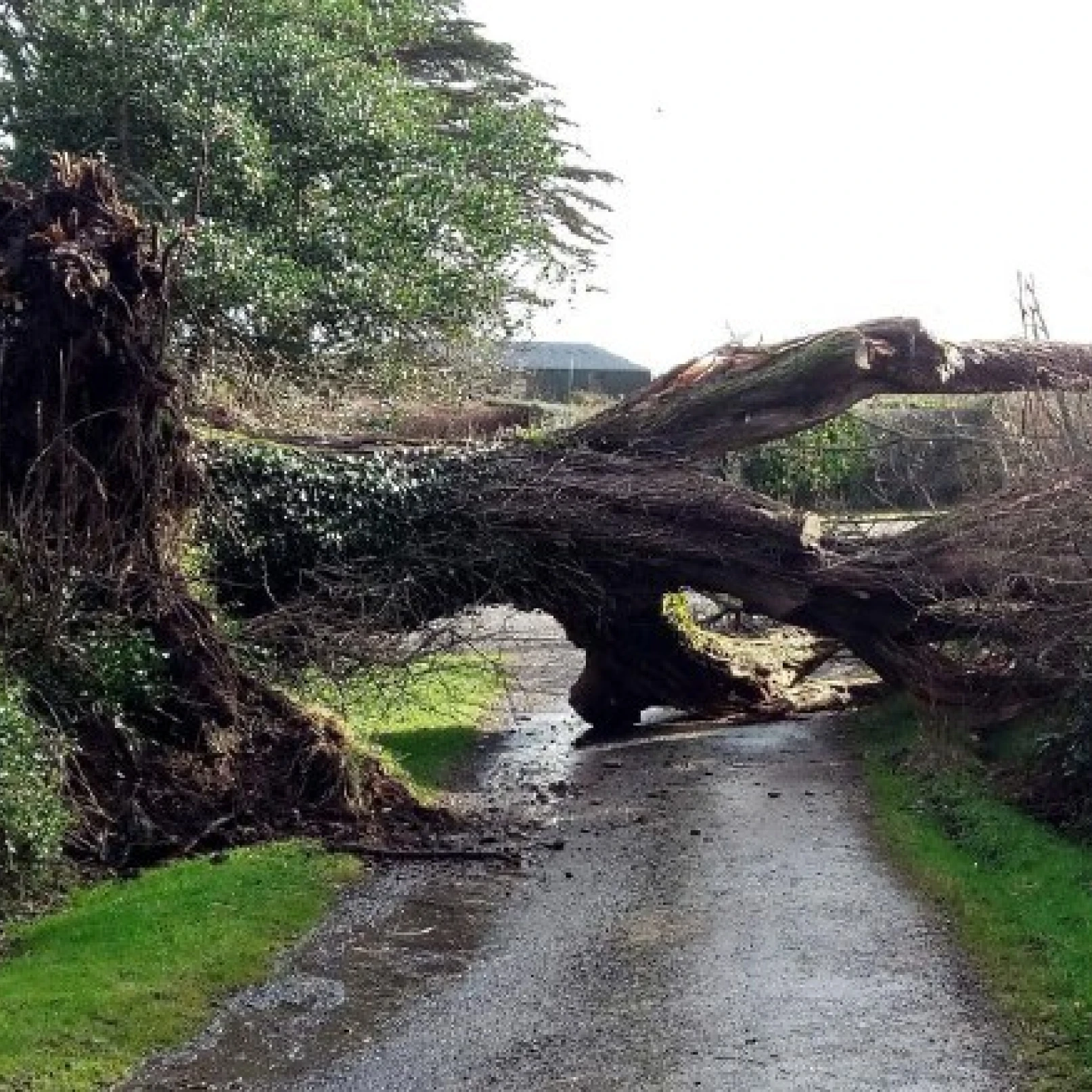 Government must address shortcomings in storm response: CCAC