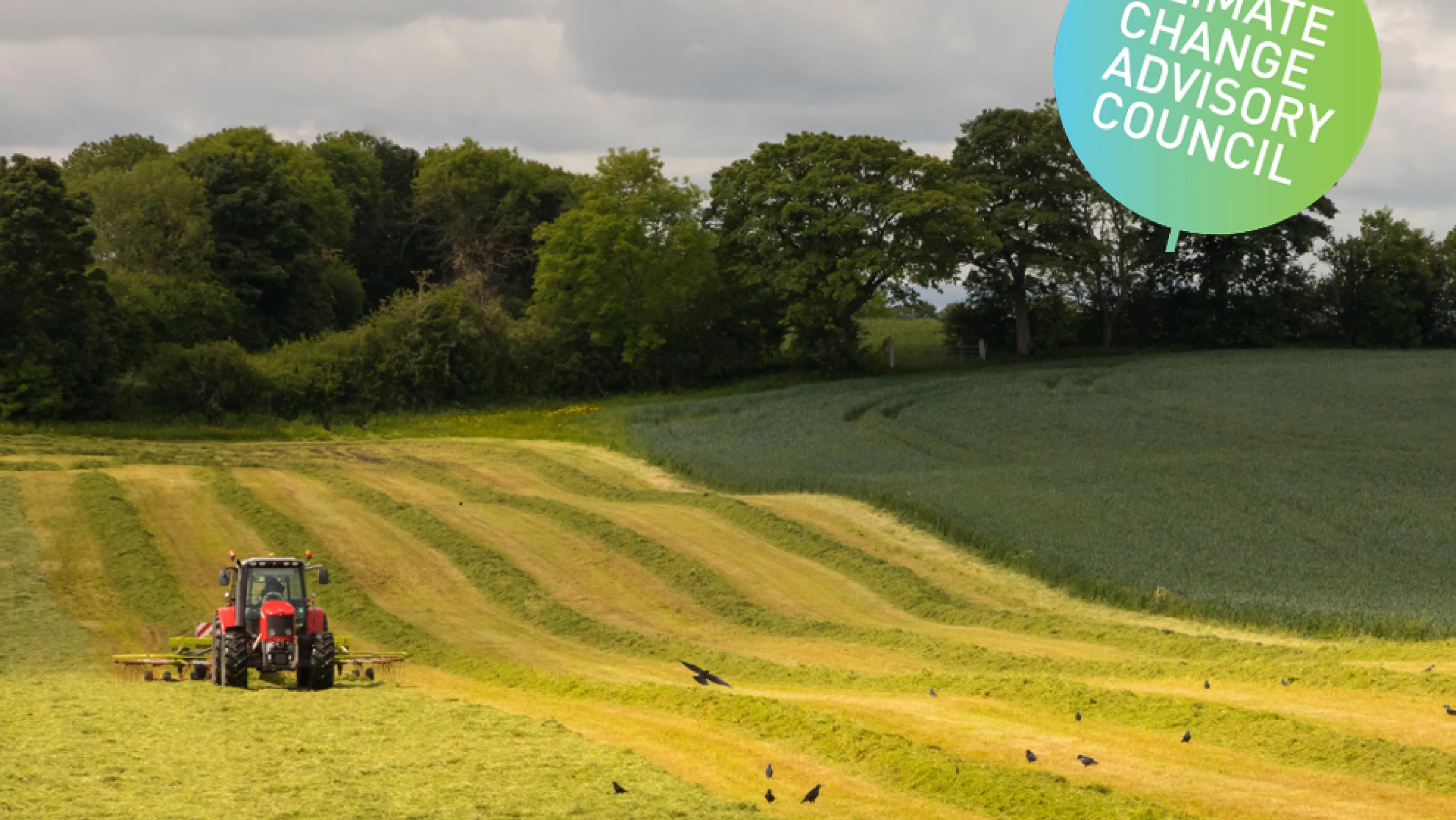 Urgent action needed to deliver change in forestry sector – Climate Change Advisory Council